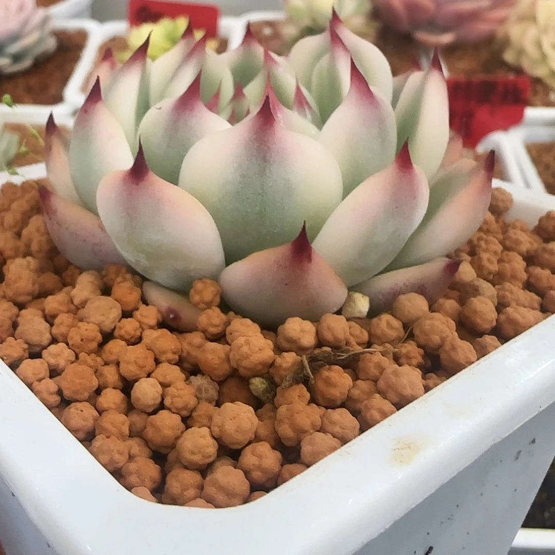 吉娃娃锦多肉植物