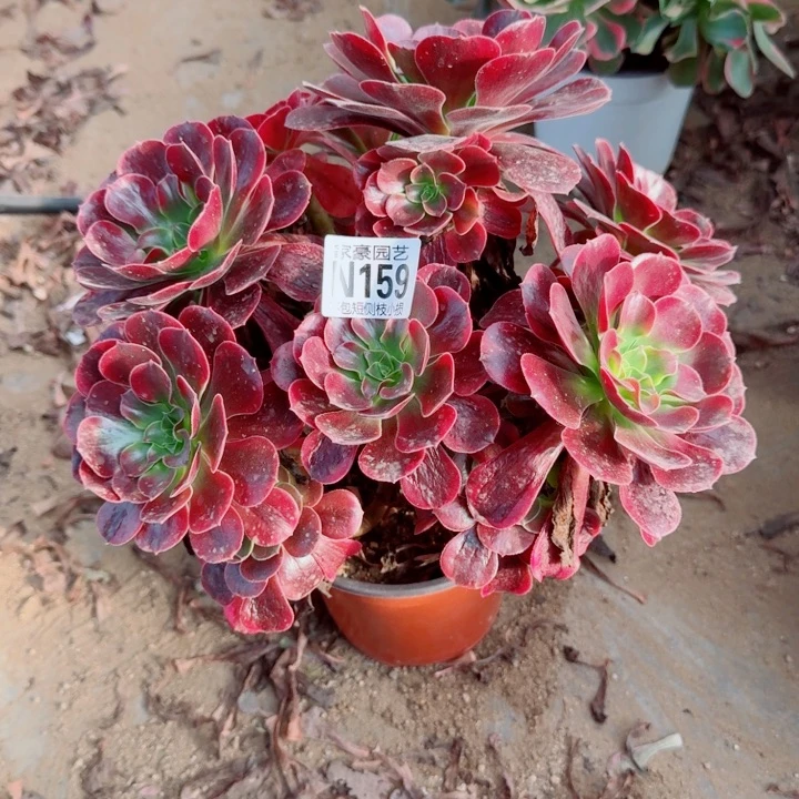 159凤冠官服30左右2