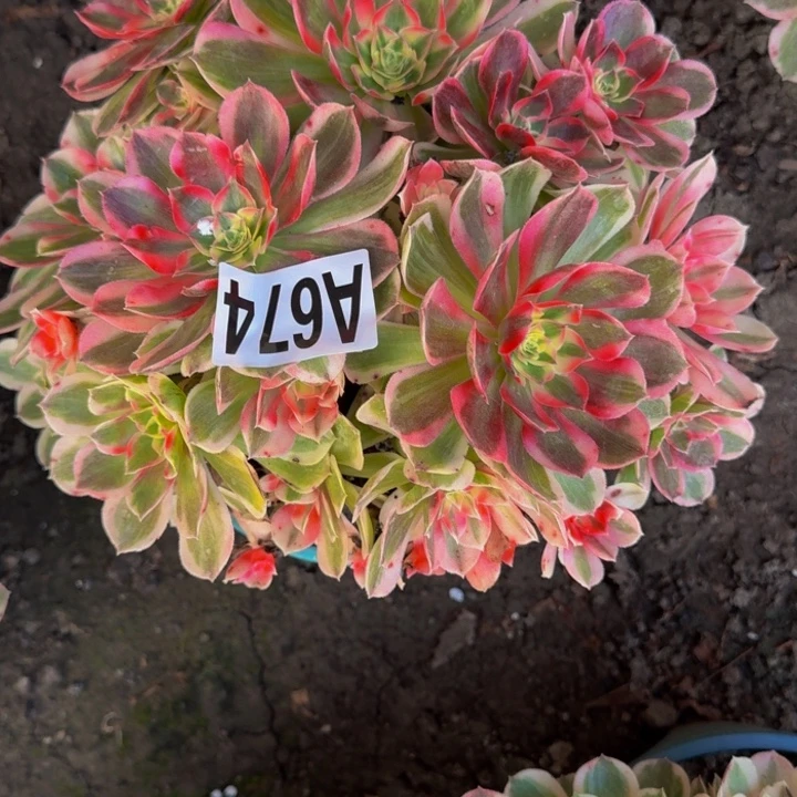 玉芙蓉花30-34包邮花花
