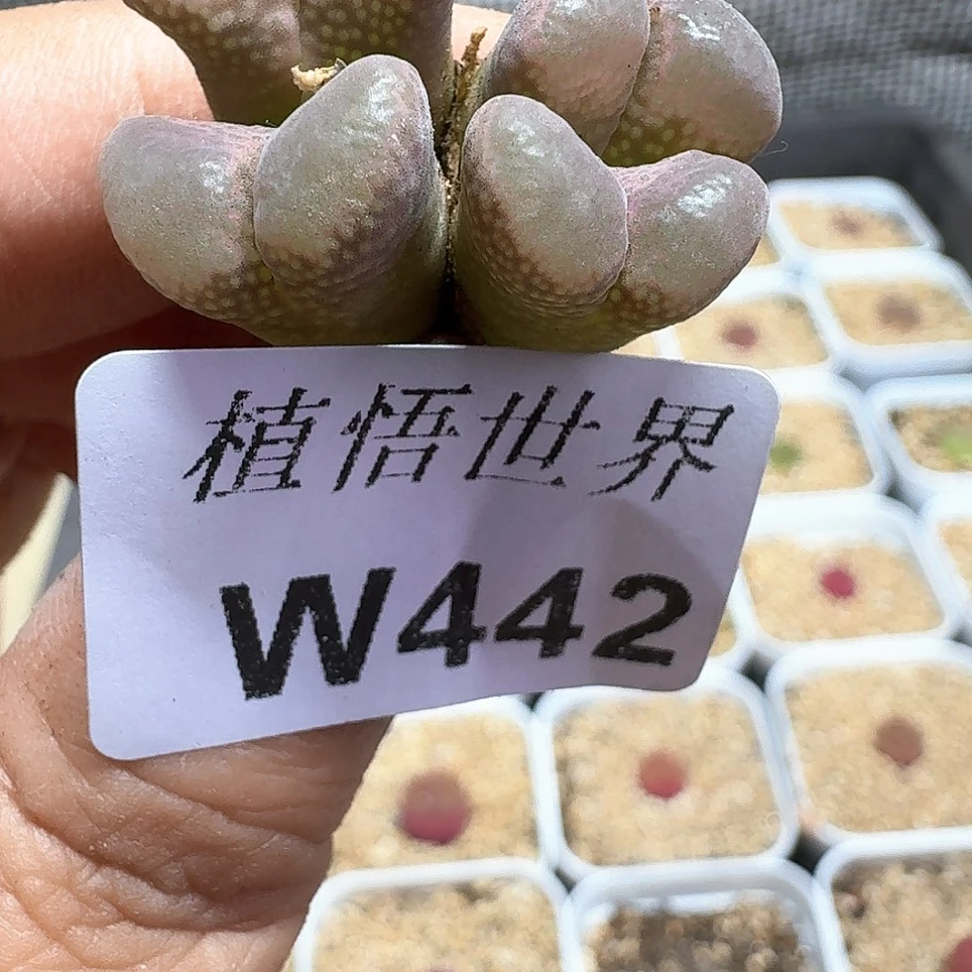 多肉我的植物哇f f