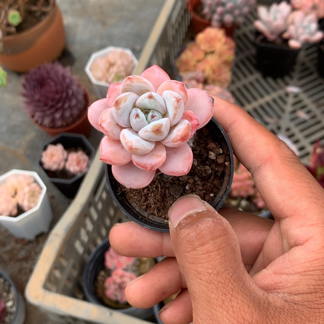 你说是谁在的了吧现在