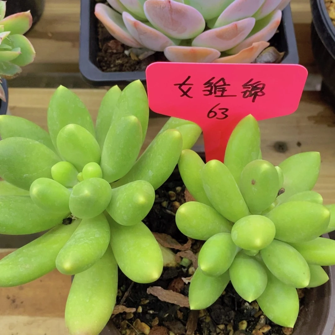 开心多肉，一物一拍，一单包邮，首播