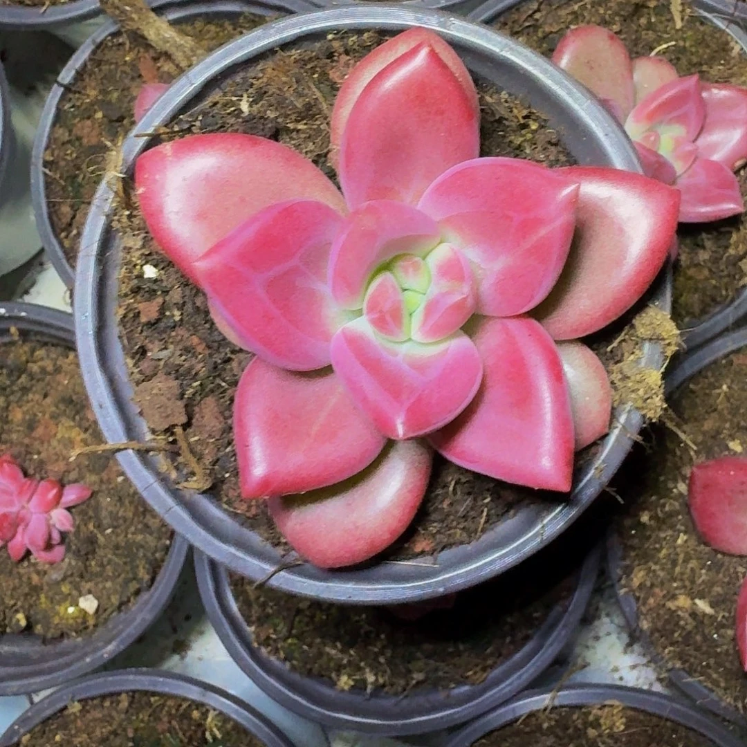 赫菲斯托 单头  一物一拍