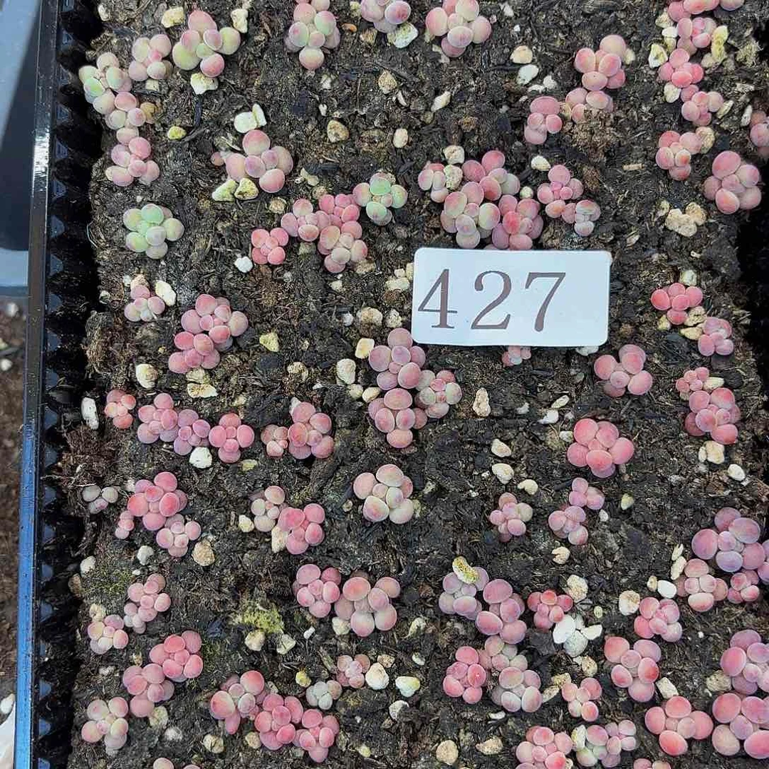 多肉植物多肉植物427