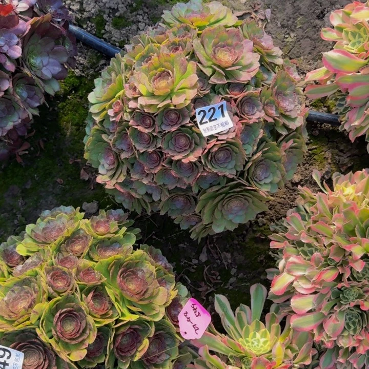 万圣节花27-48包邮花花