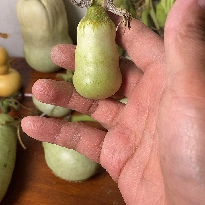 a***锋青皮葫芦手把件摆件