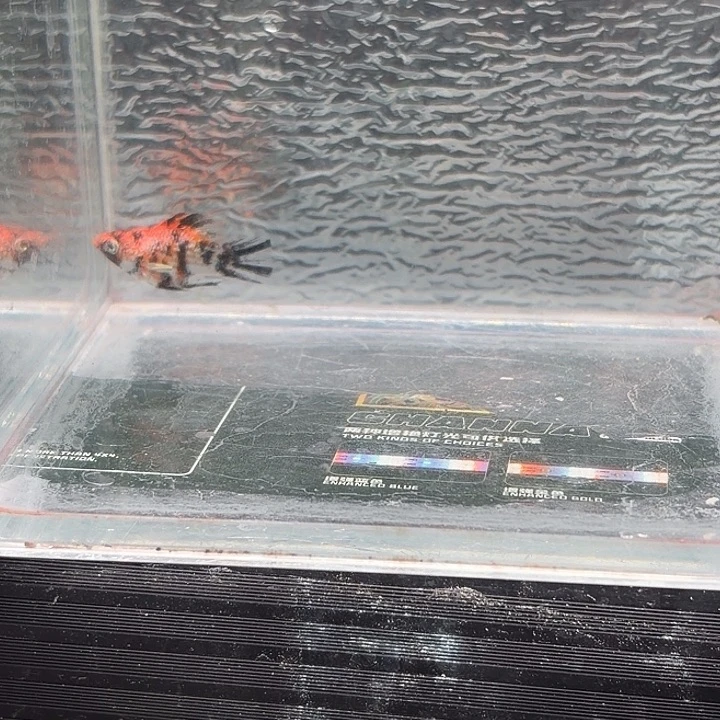 孔雀鱼玛丽鱼一条崽