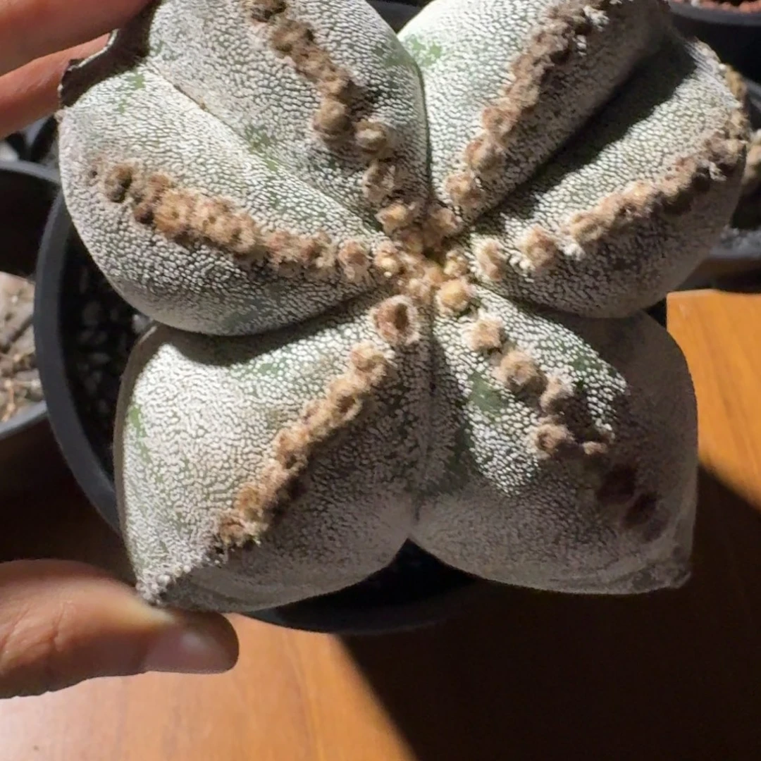 蝴蝶结连u柱状鸾凤玉