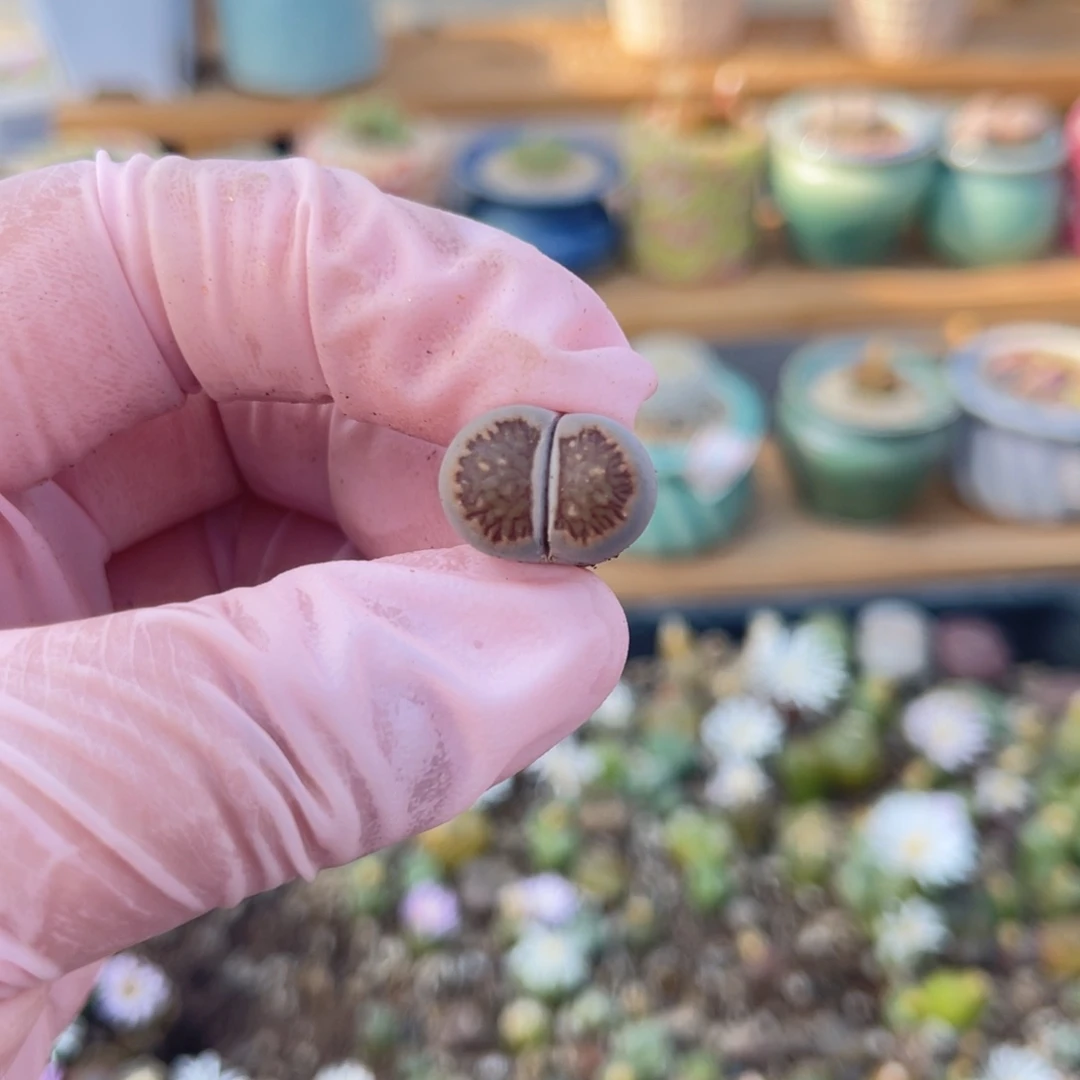 多肉植物一物一拍72