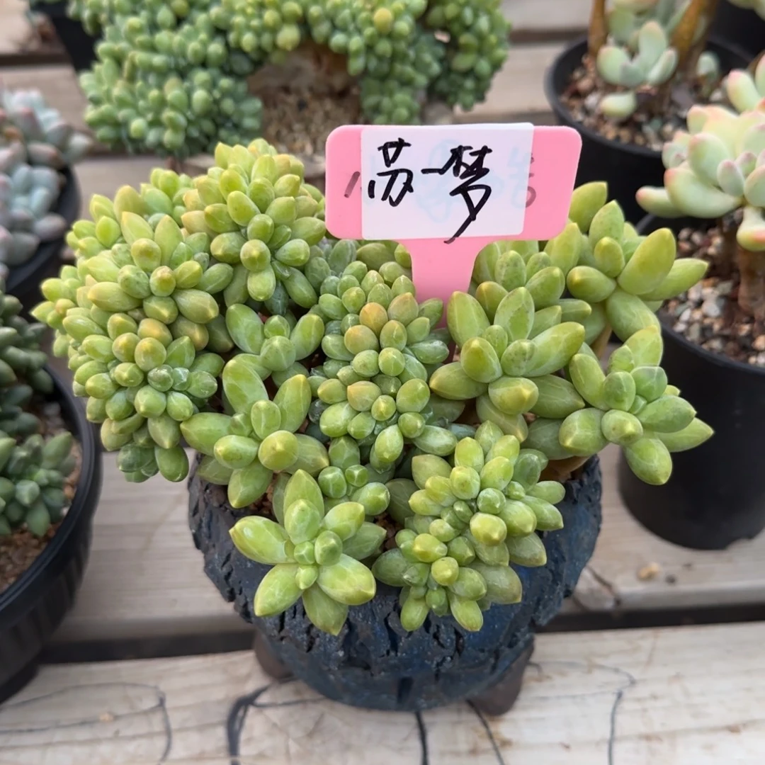 千代田缀化五十包邮老桩多肉五十包邮
