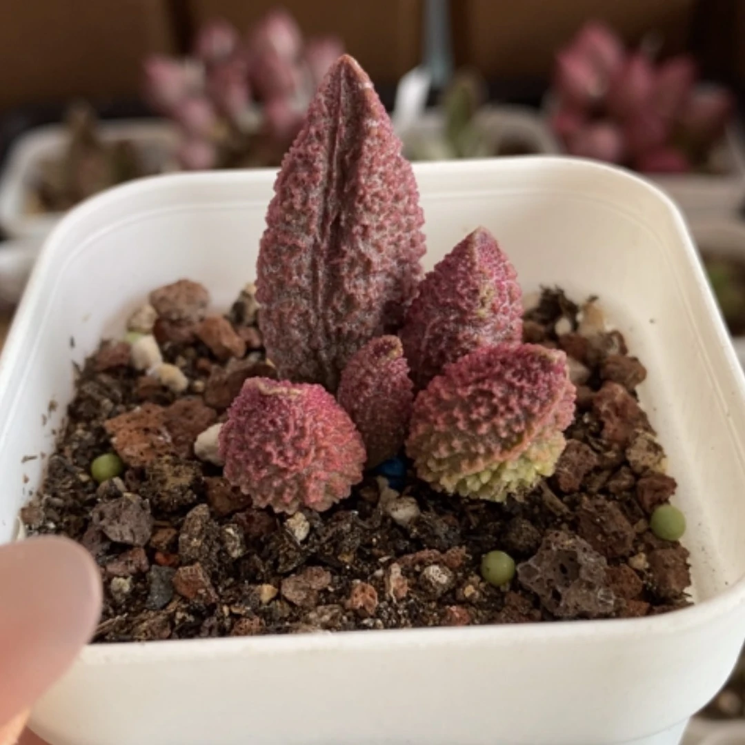 【闪购商品】无花朵实生