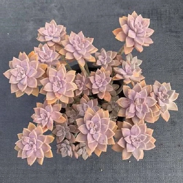 云南高山多肉阿伦培脱土发货多肉绿植包邮