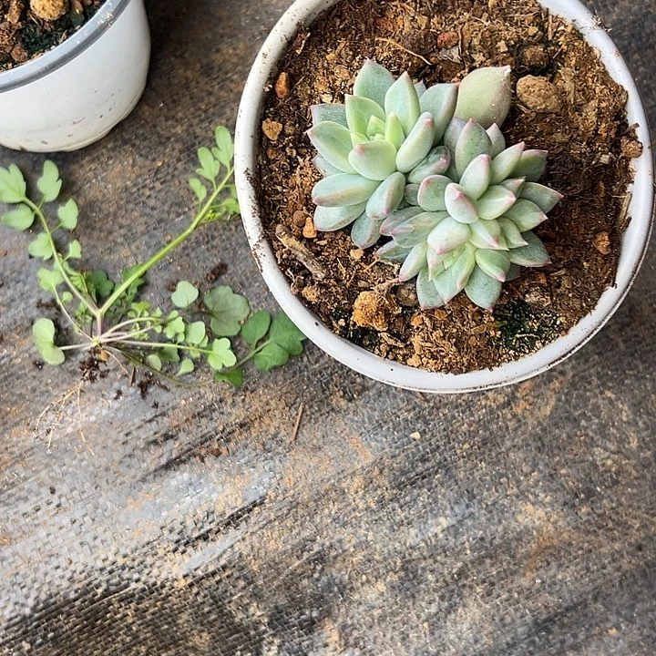 不***了多肉植物实物直播实物248