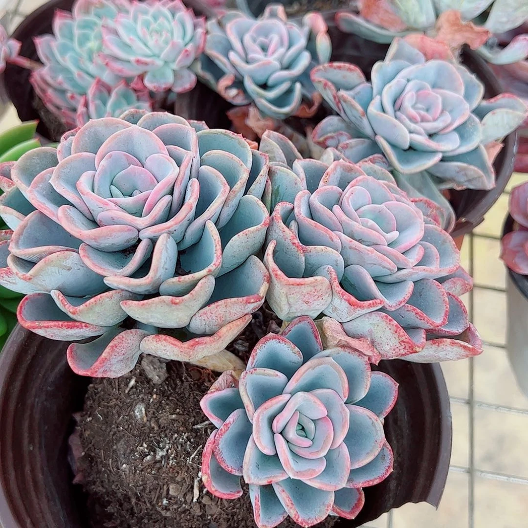 美尻多头群生精品特价