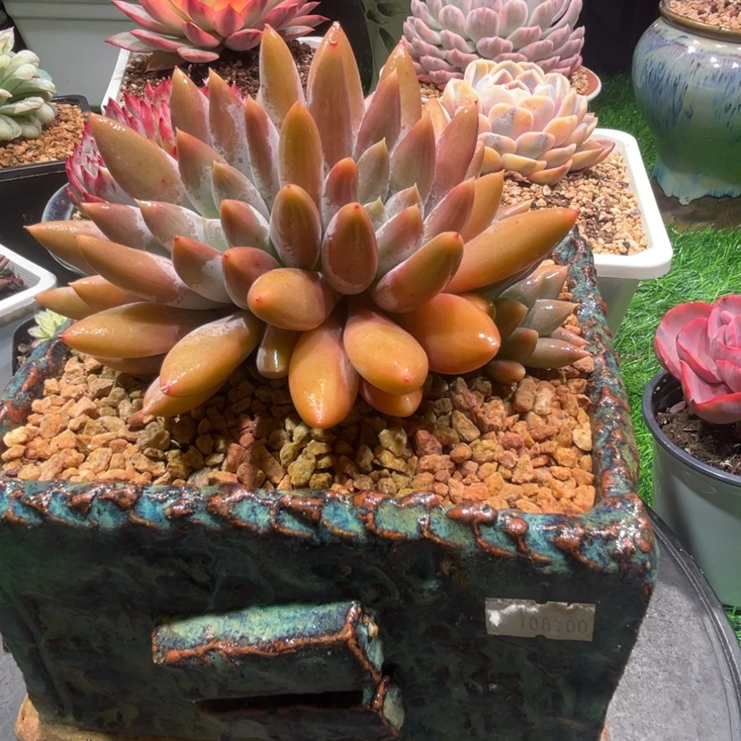 哥特，一物一拍。