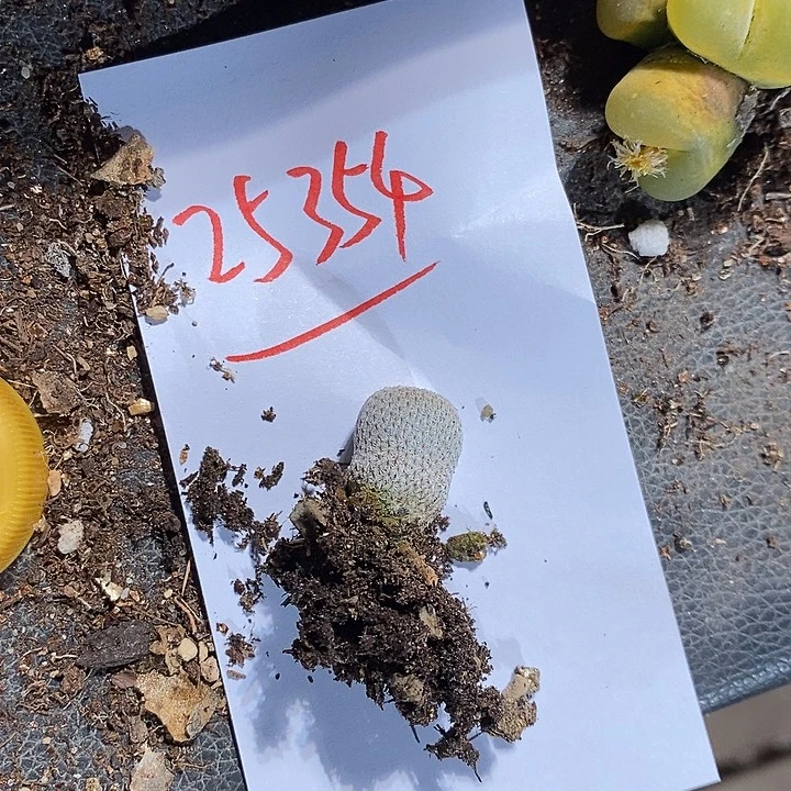 冰****25354。  一颗。