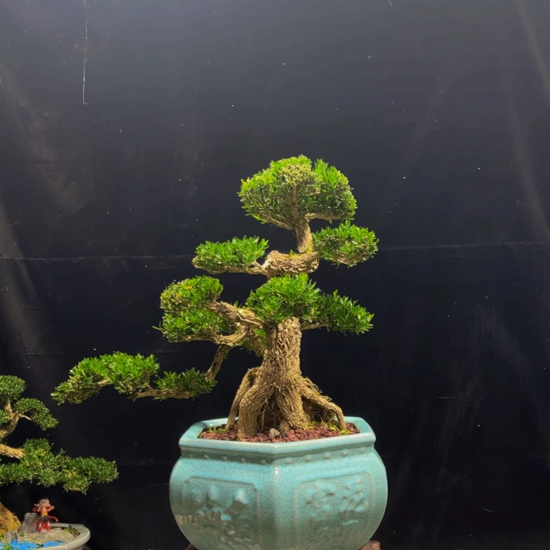 无花朵广东皱皮雀舌黄杨