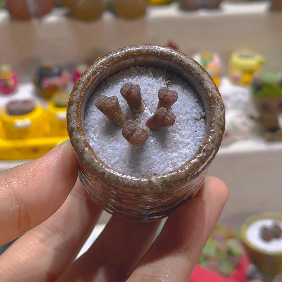 208高端多肉五头蝴蝶勋章带盆带土手工盆