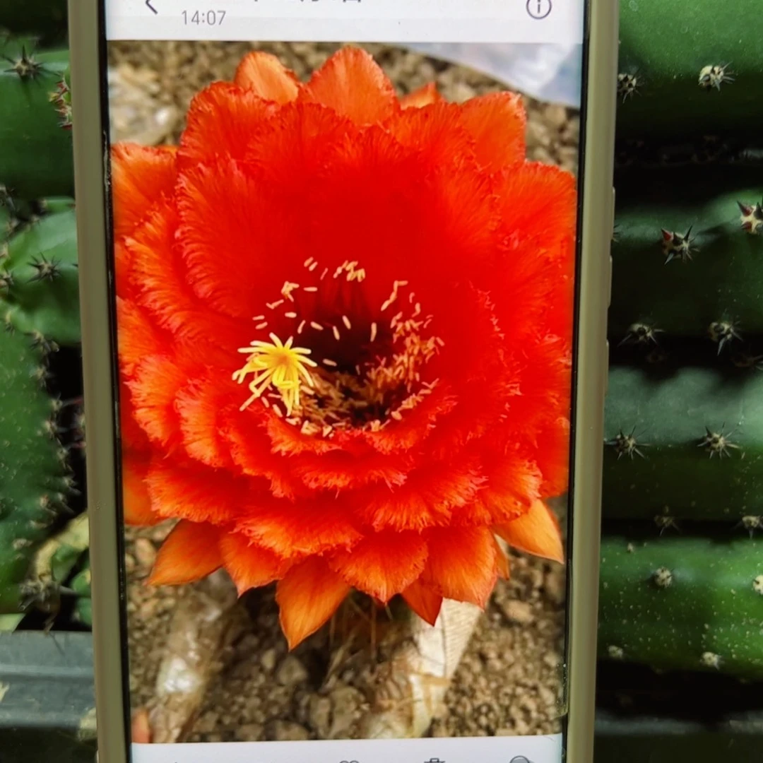 下4毛威尔刚侧牙歪5公分左右20包邮