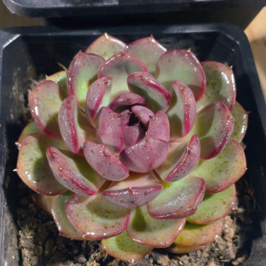 多肉植物一棵多肉