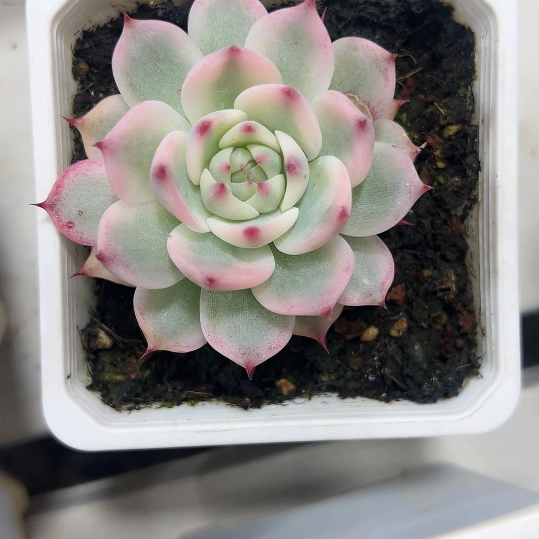 吉娃娃锦多肉植物