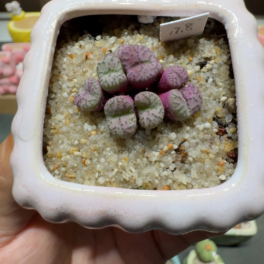 蘑菇209安贞群安贞群