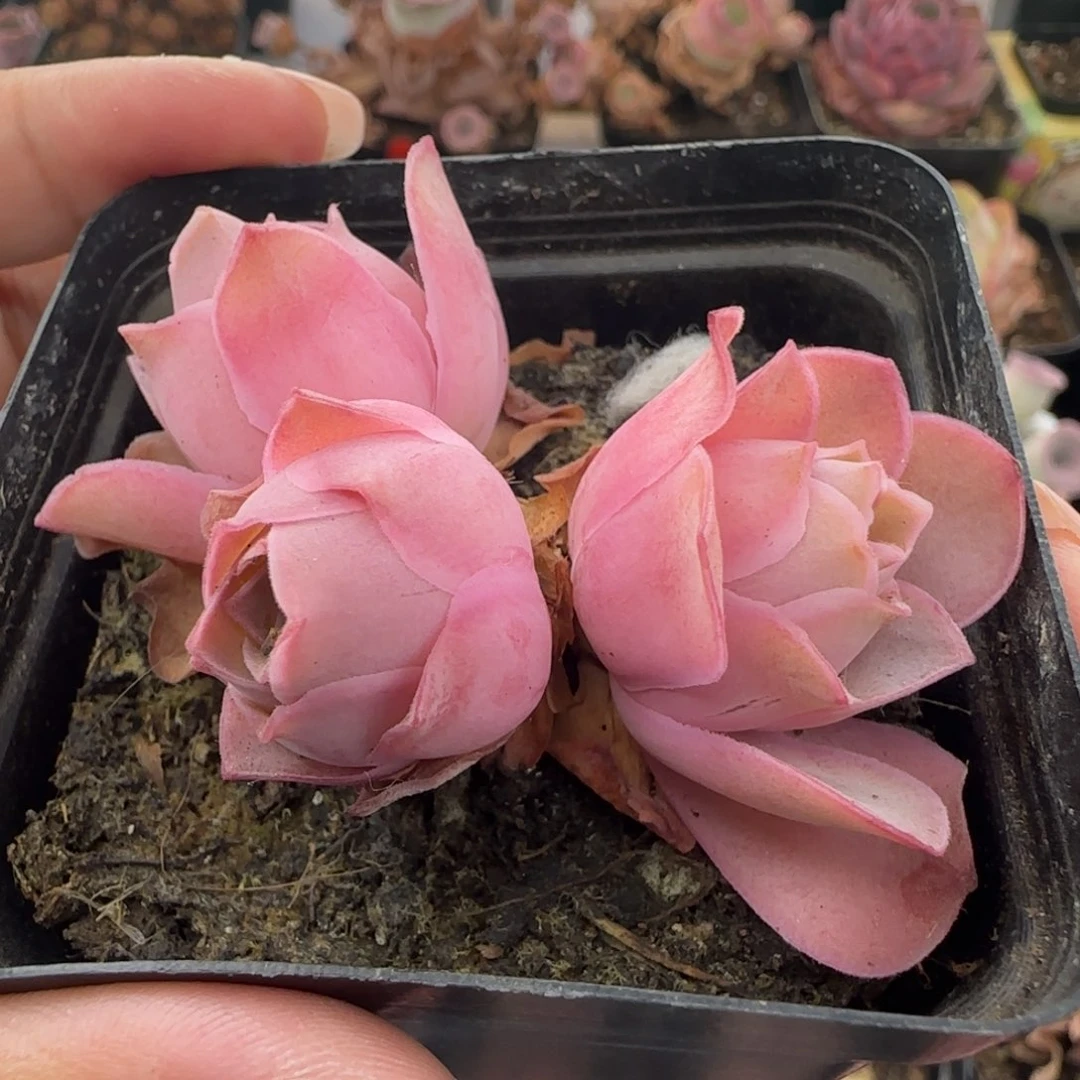 Y842半城玫瑰魅影
