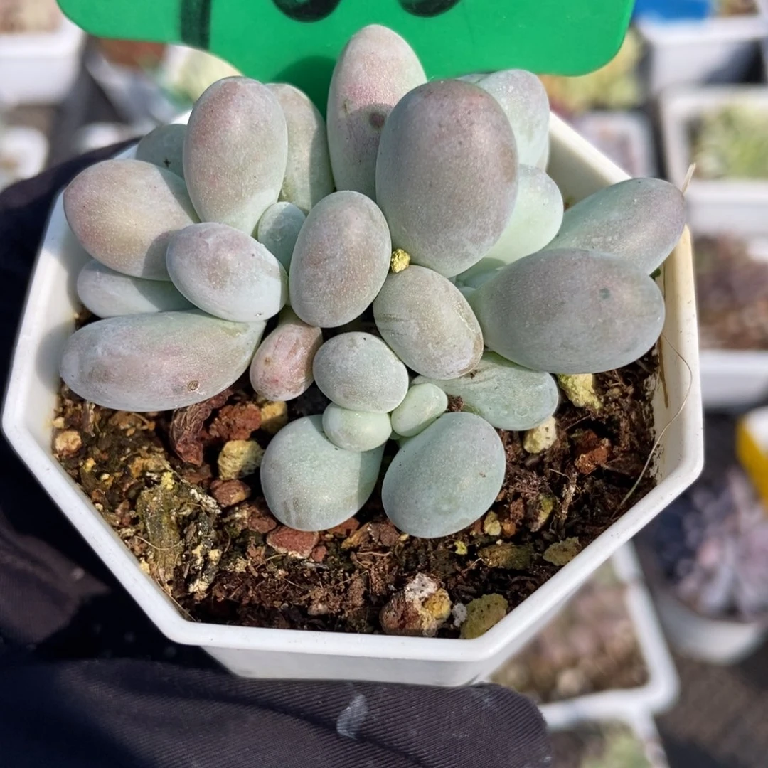 766蛋黄奶多肉植物