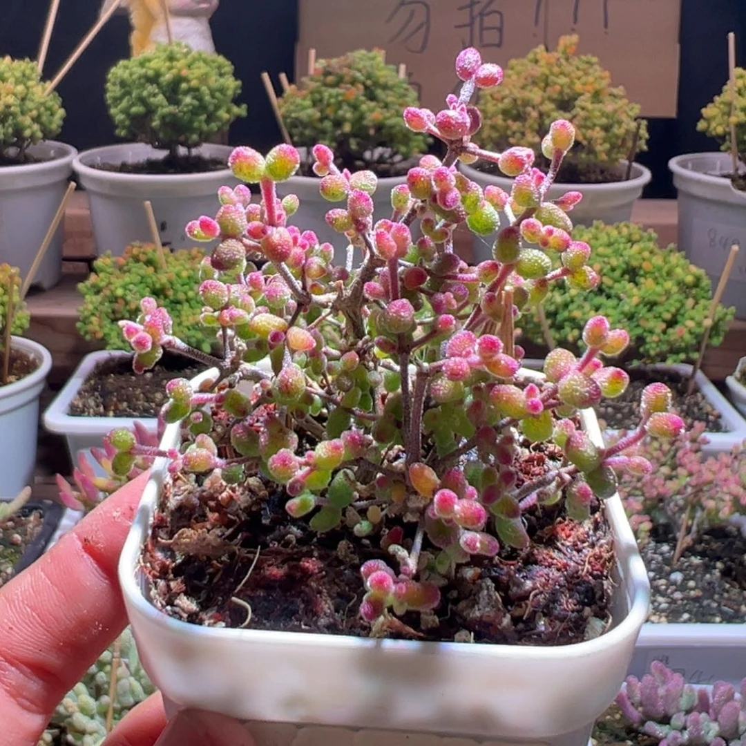 457花斑露一物一拍包开箱