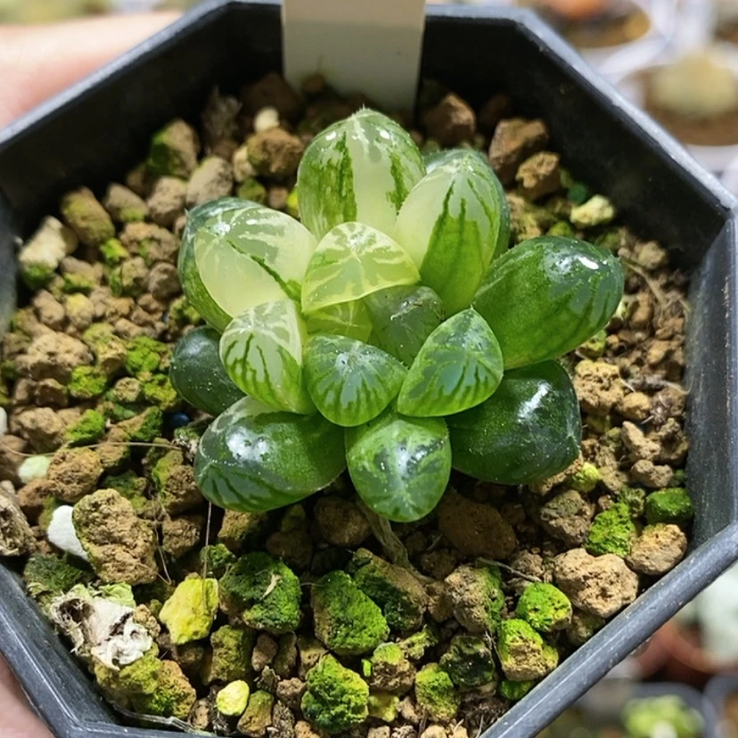 【闪购商品】3塑料皮