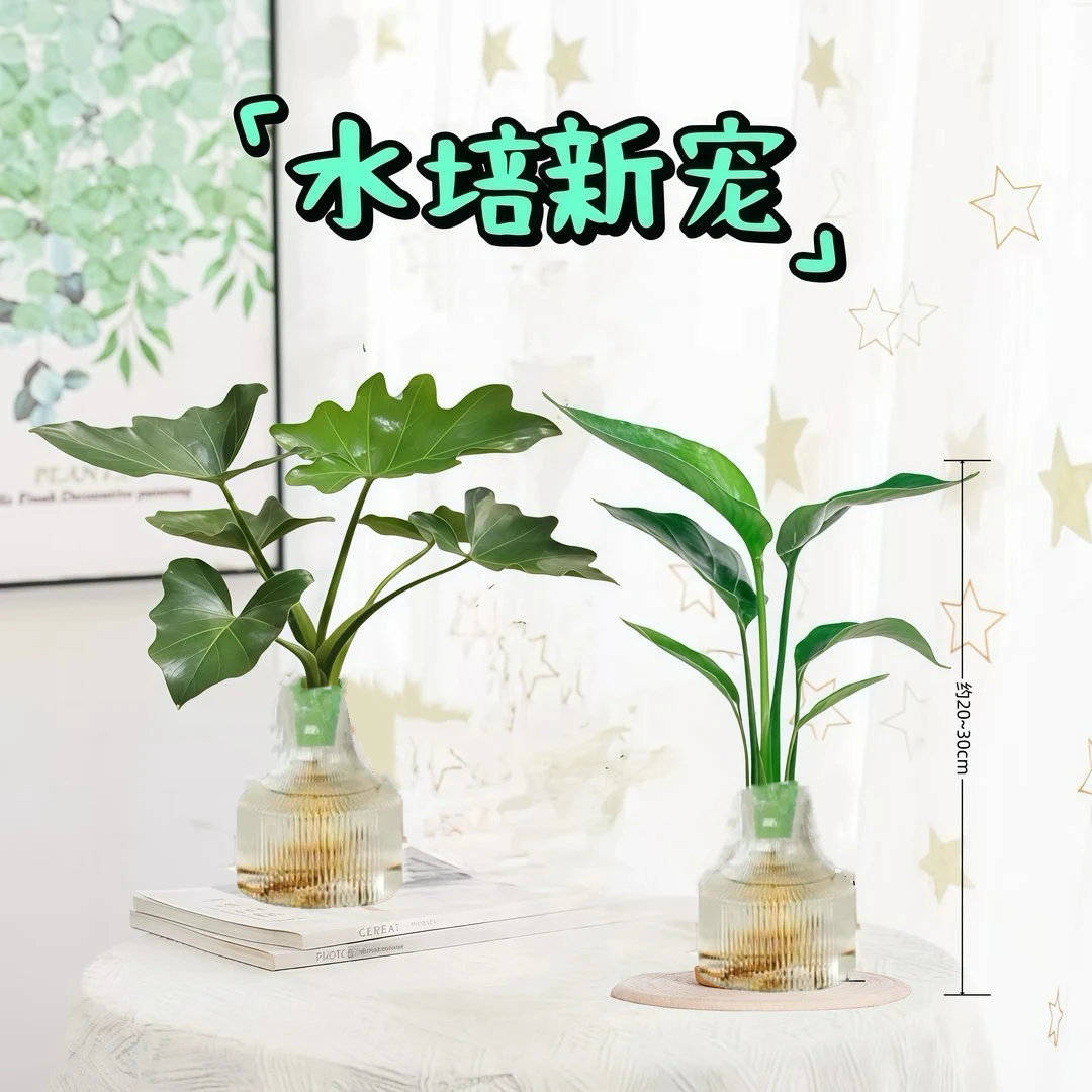 [买一送一]春羽+天堂鸟水培室内净化空气桌面绿植