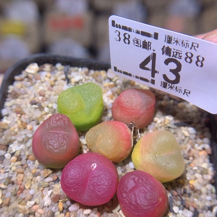 z精品生石花43毛