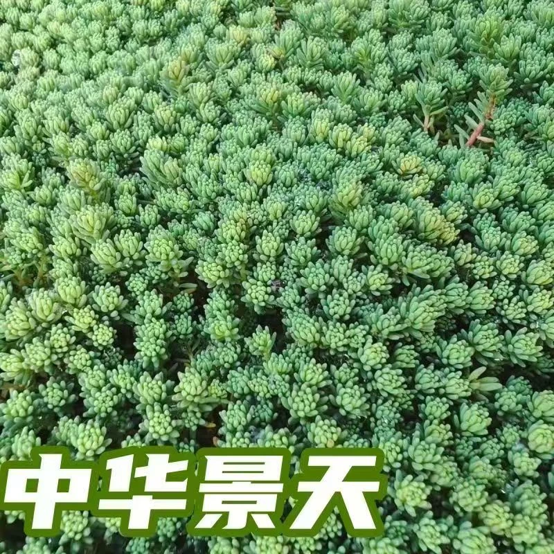 新手好养带盆土发货的多肉系中华景天适合室内外养殖
