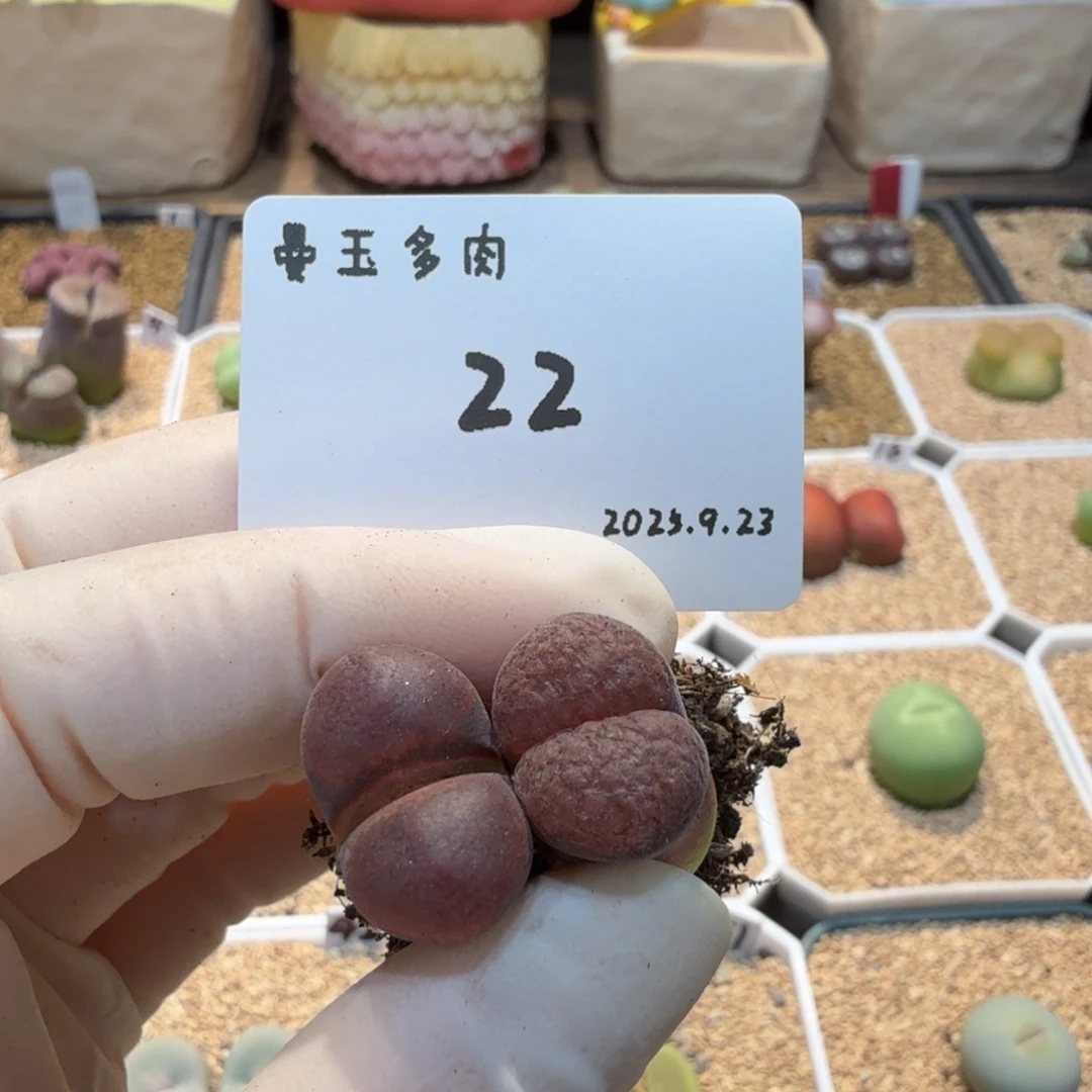 y***a多肉多肉多肉9.23-022红蛋糕