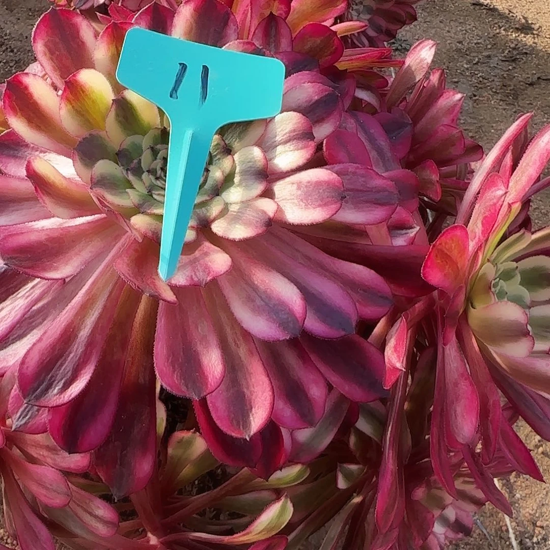 多肉植物十里红妆11