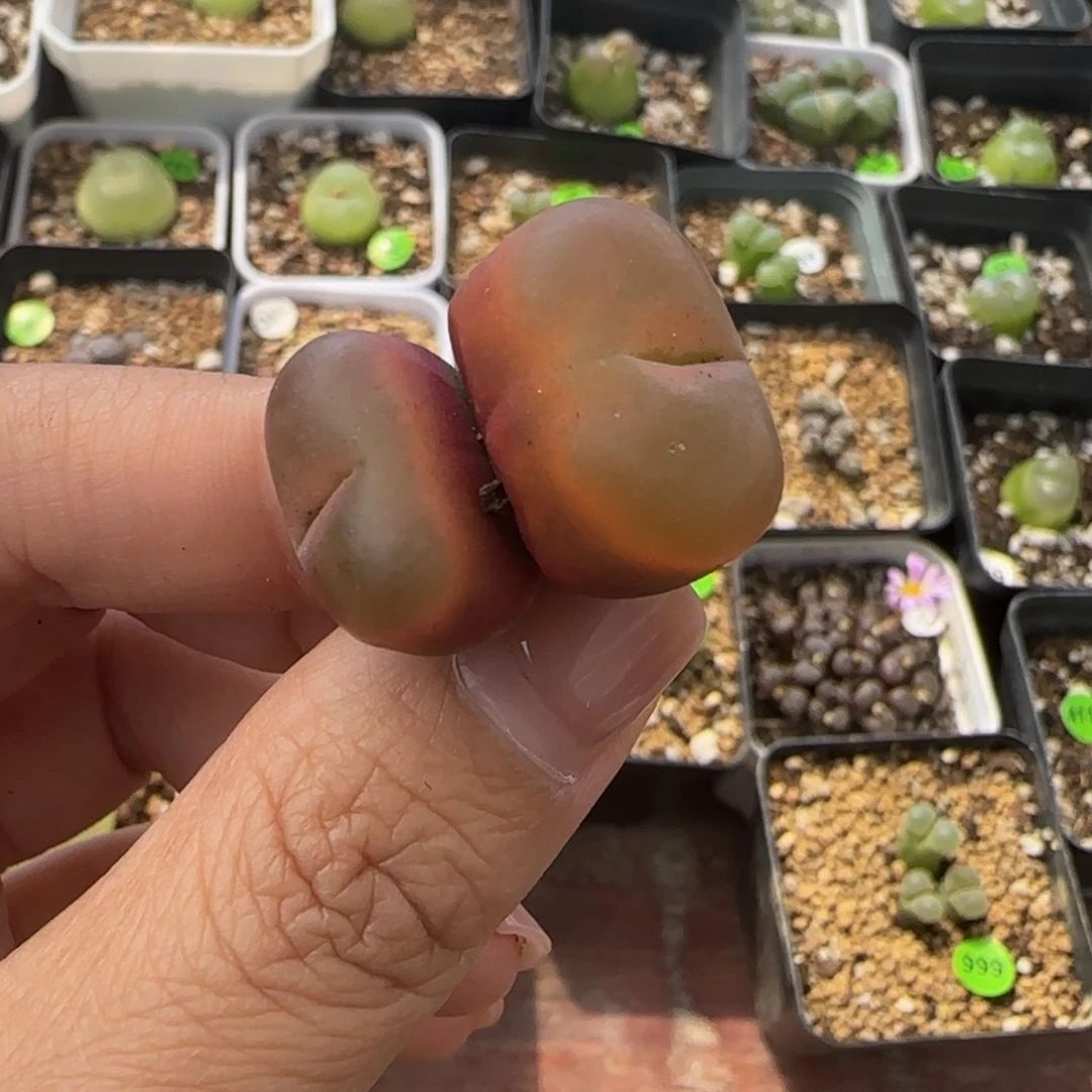 1.7/2.1cm多肉植物提取266