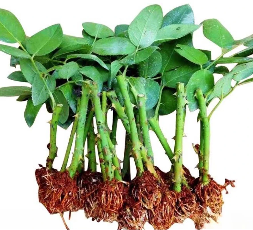 云南基地直发家用玫瑰花卉月季鲜切花小苗四季可玫瑰花卉月季苗