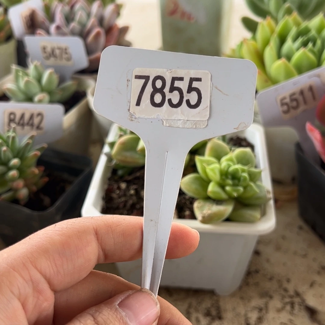【闪购商品】西*7855。 111111111