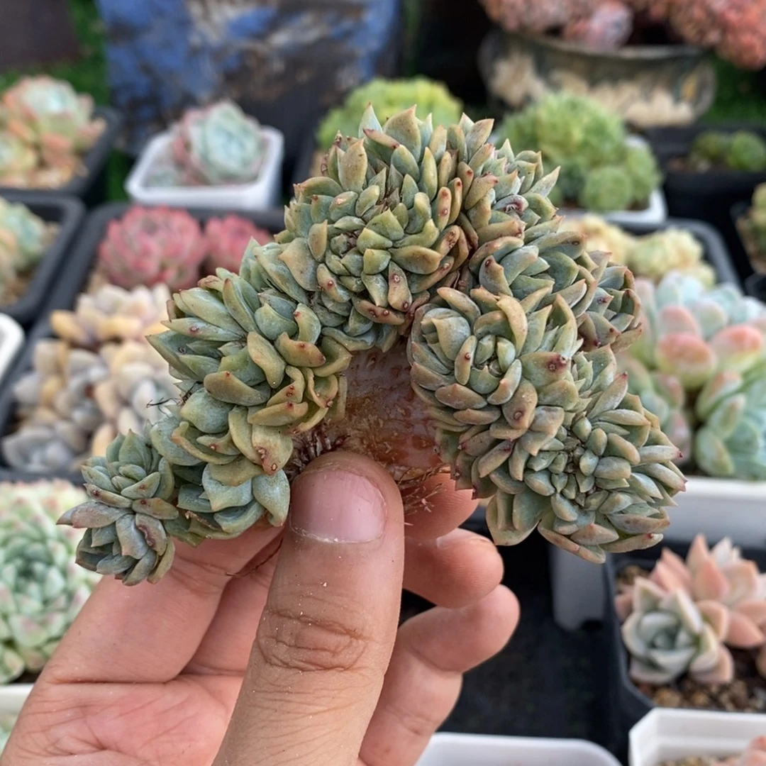 实生冰魄缀化一物一拍