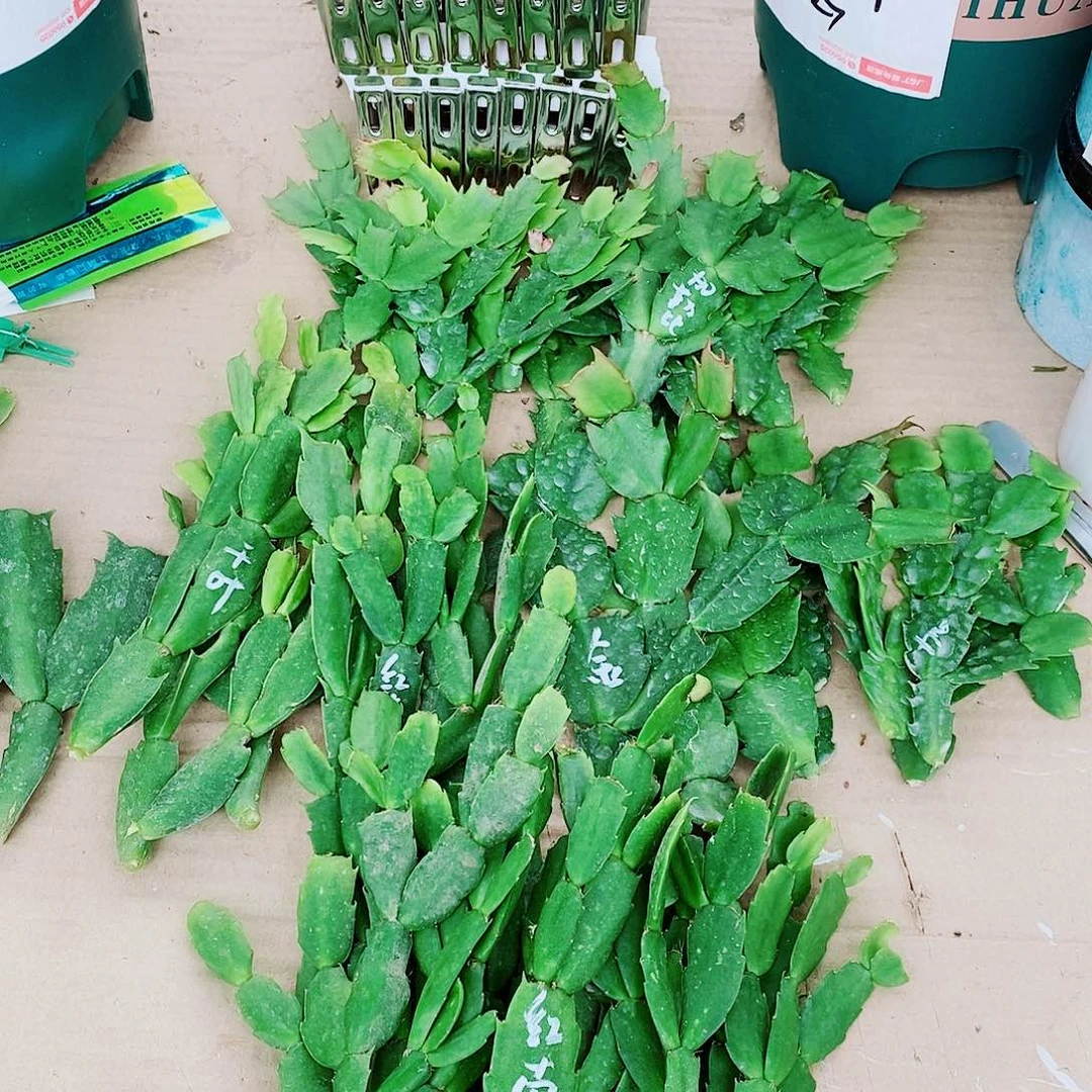 用***8无花朵叶片福利一物一拍
