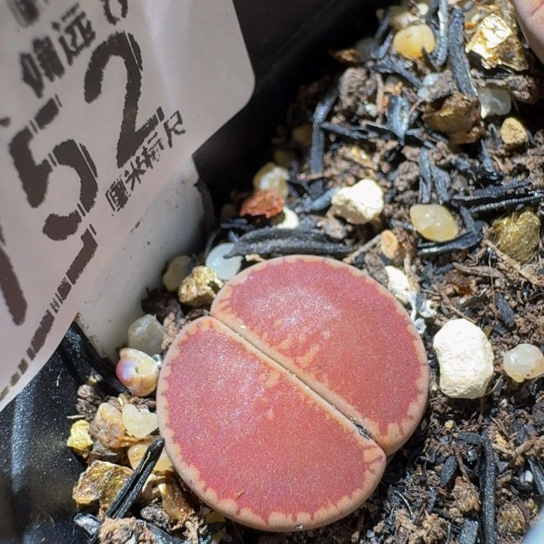 Sssss精品生石花752