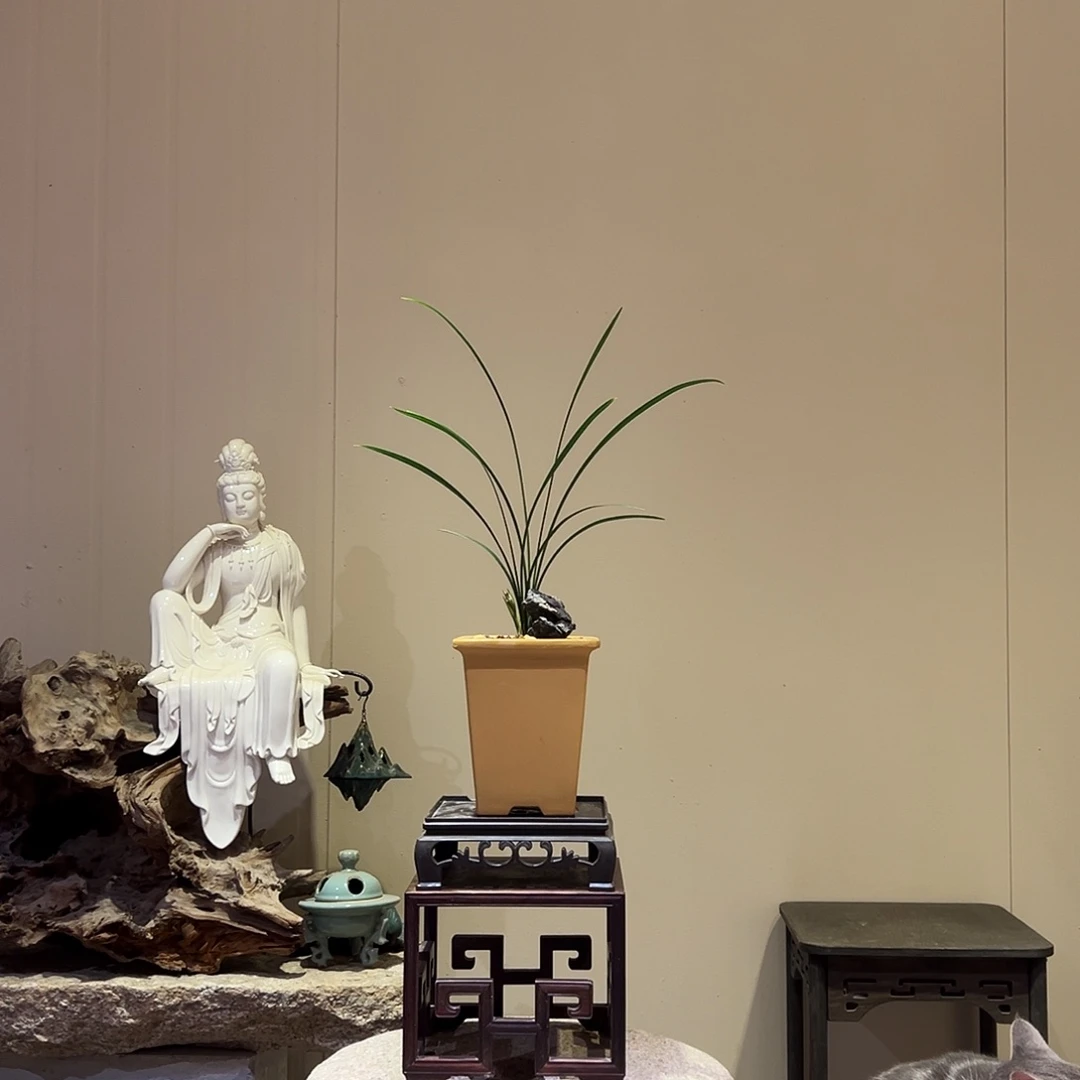 大部分花苞少量开放洛仙