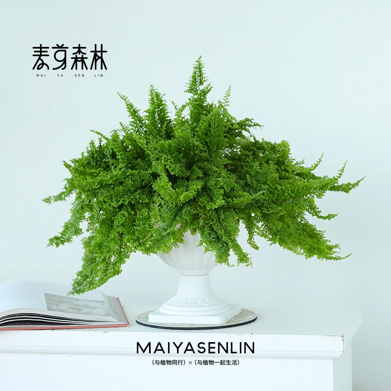 大盆蕾丝蕨棉花糖蕨室内桌面耐阴绿植立体毛绒触感绿植蕨类