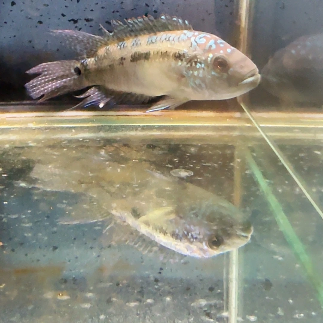K***k海水1202珍珠豹。