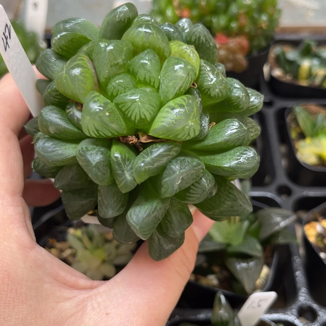 42群生玉露一物一拍