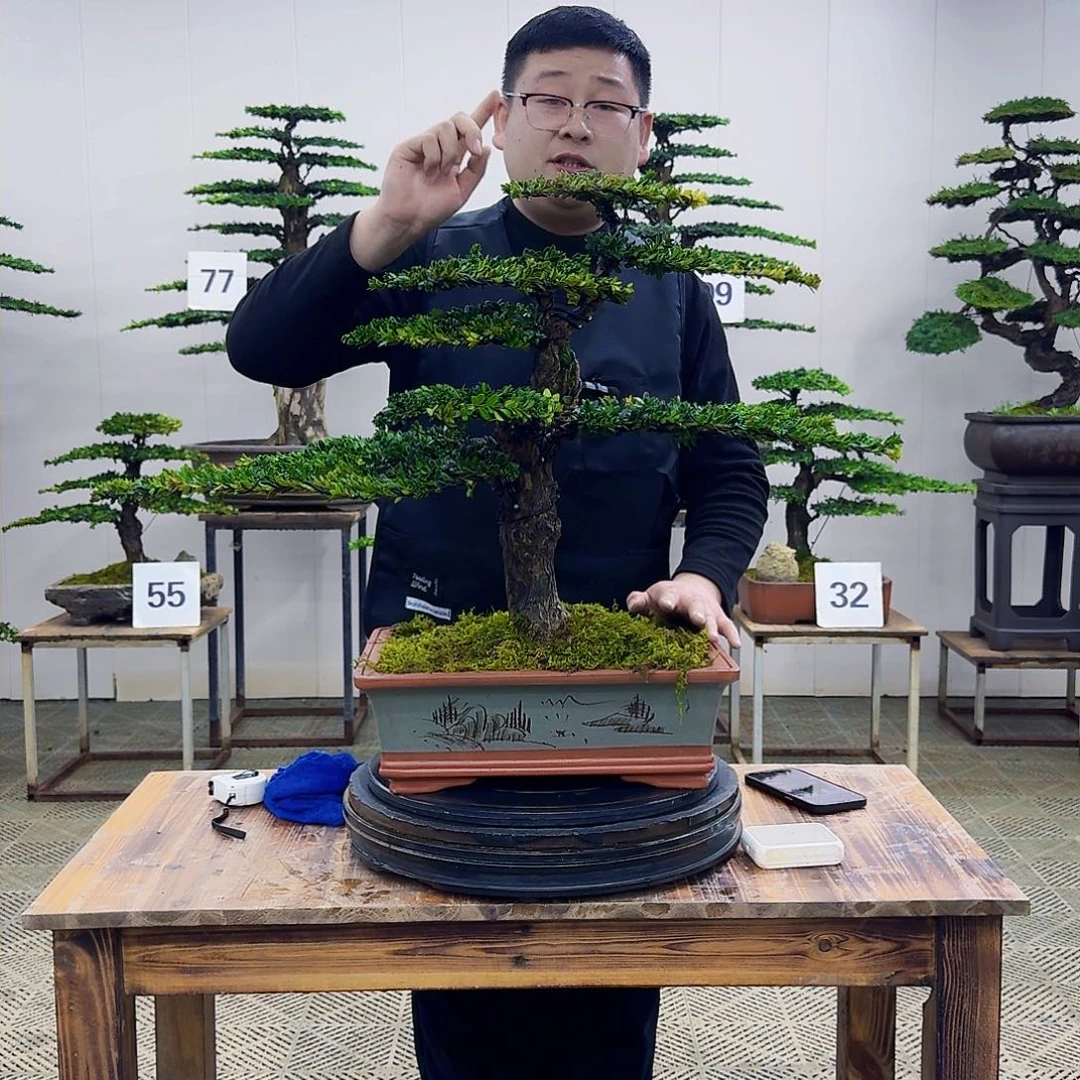 盆景罗汉松造型盆景