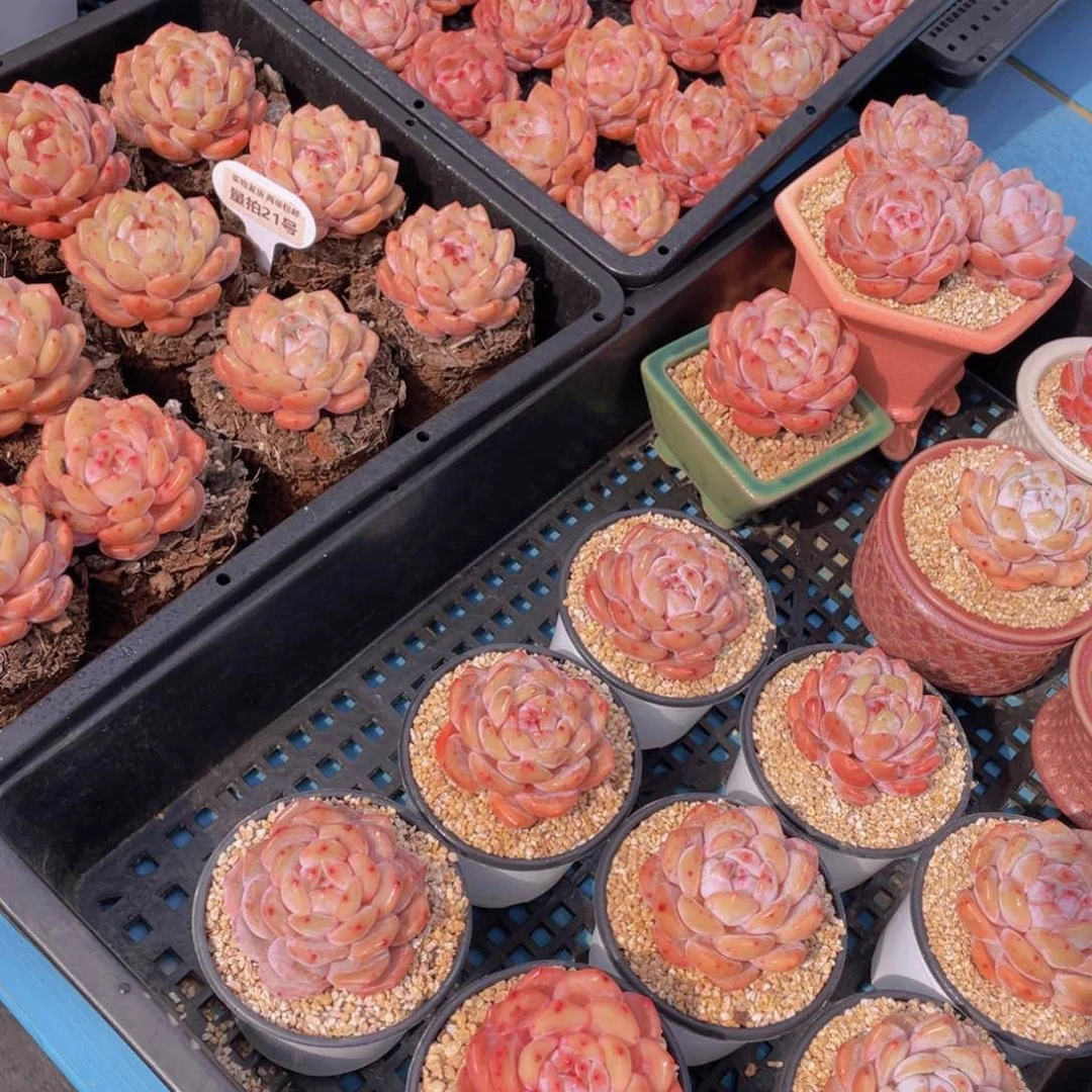 量拍21号果冻韩版仙女橙单头两个