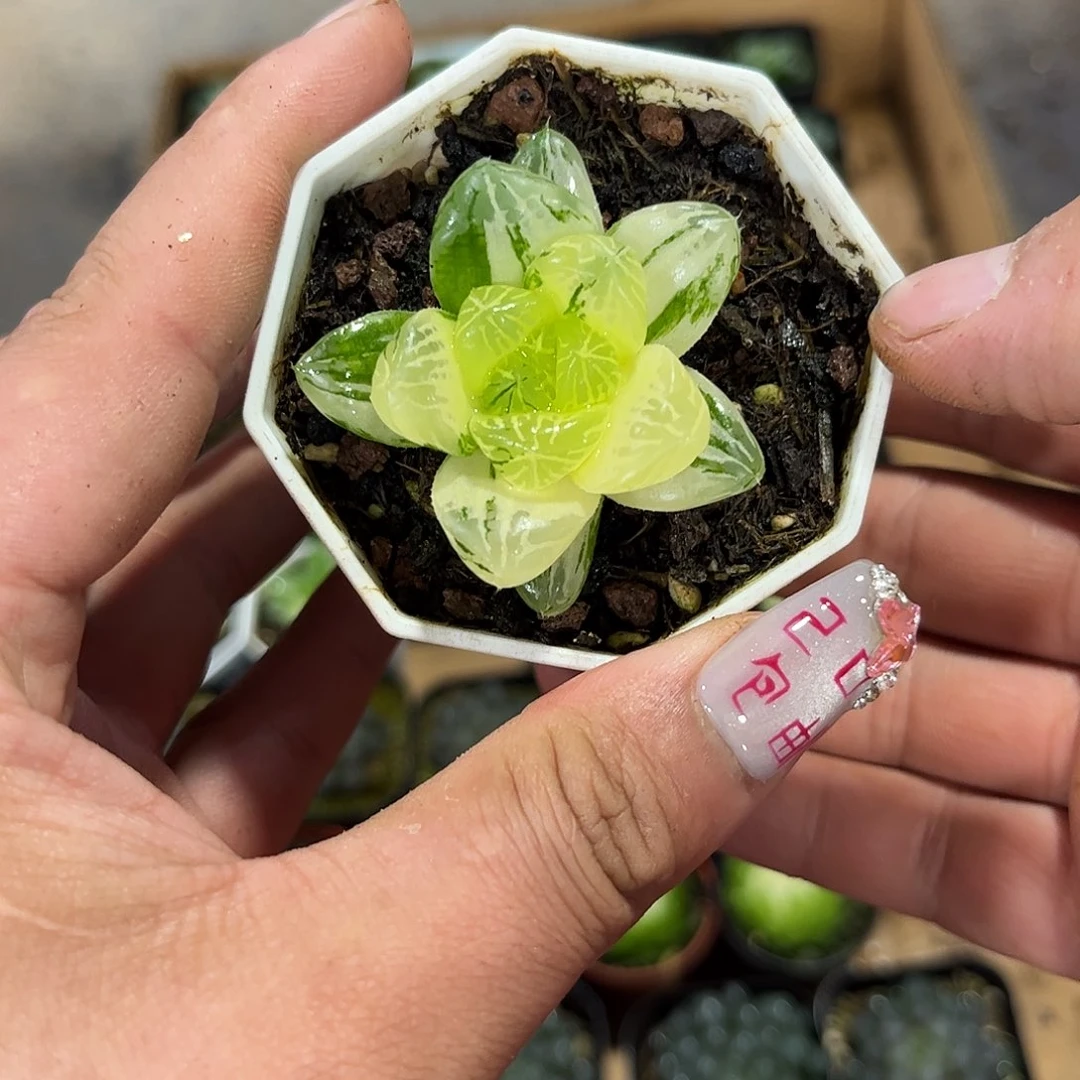 精选苏州玉露散锦单头发货