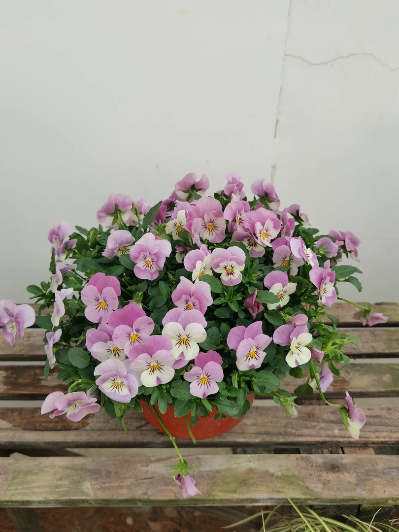 角堇一加仑盆栽苗