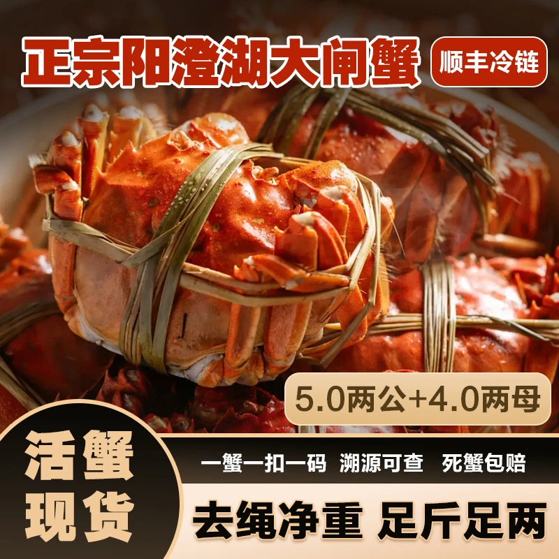 澄阳明明【阳澄湖大闸蟹】活蟹5两公+4两母蟹6/8/10只塘养鲜活顺丰